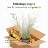 Lomandra à longues feuilles White Sands 40cm Pot 19cm - Lomandra longifolia White Sands