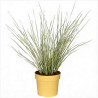 Lomandra à longues feuilles White Sands 40cm Pot 19cm - Lomandra longifolia White Sands
