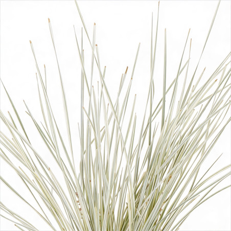 Lomandra à longues feuilles White Sands 40cm Pot 19cm - Lomandra longifolia White Sands