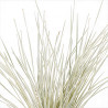Lomandra à longues feuilles White Sands 40cm Pot 19cm - Lomandra longifolia White Sands