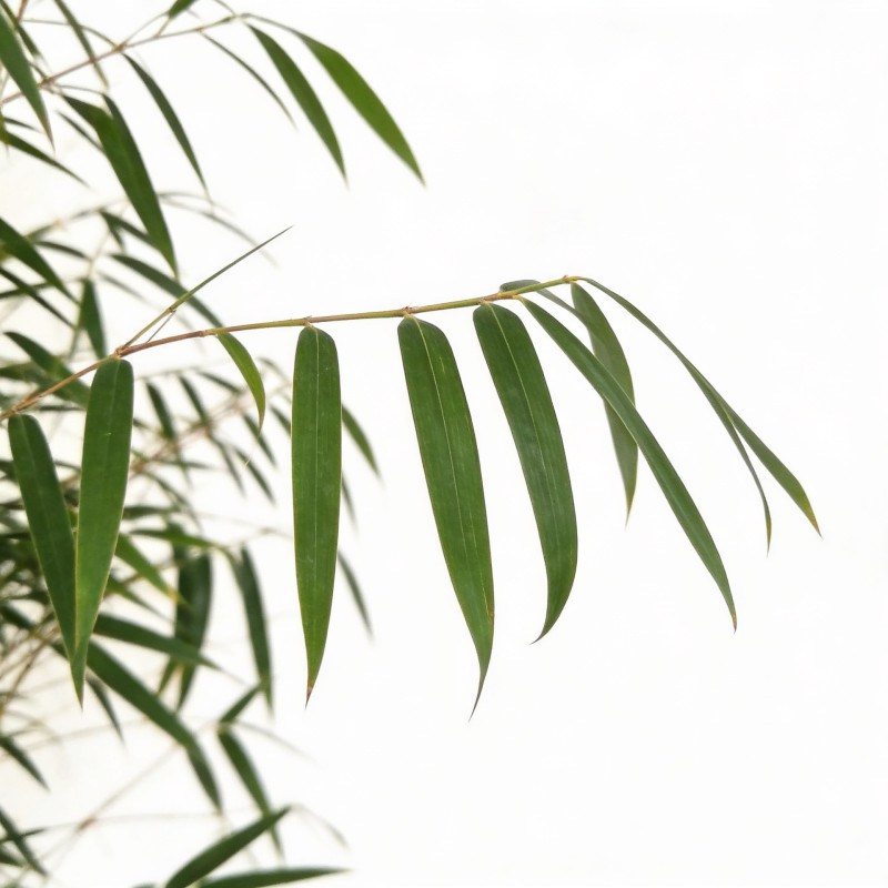 Bambou angustissima 100/120cm Pot 23cm - Fargesia angustissima