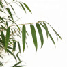 Bambou angustissima 100/120cm Pot 23cm - Fargesia angustissima