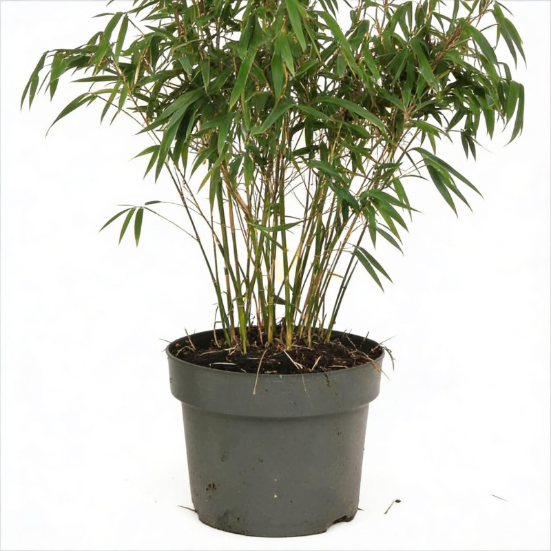 Bambou angustissima 100/120cm Pot 23cm - Fargesia angustissima