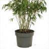 Bambou angustissima 100/120cm Pot 23cm - Fargesia angustissima