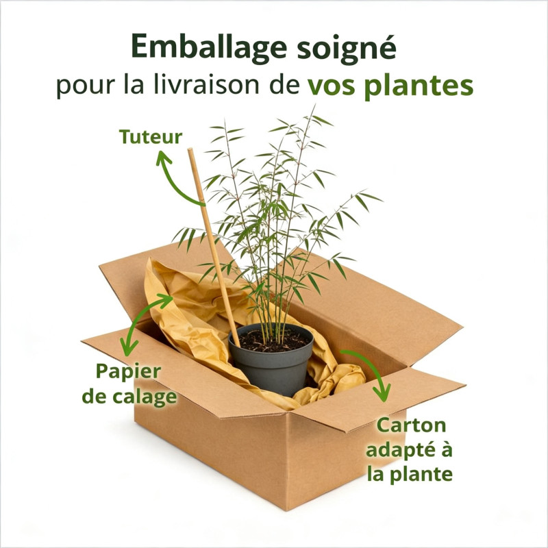 Bambou angustissima 100/120cm Pot 23cm - Fargesia angustissima