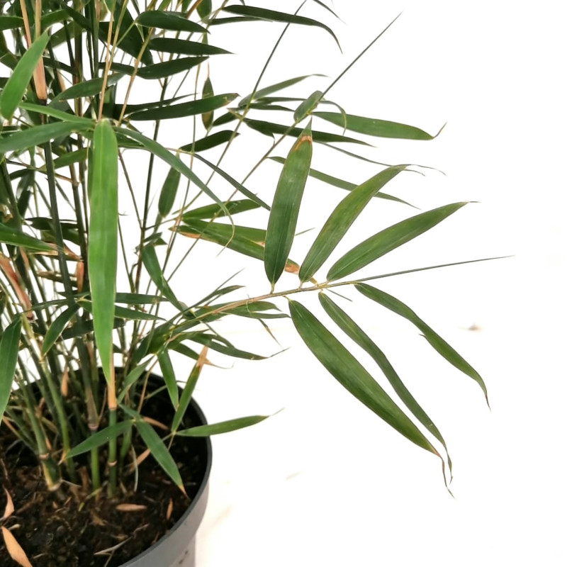 Bambou robusta Pingwu 80/100cm Pot 23cm - Fargesia robusta Pingwu