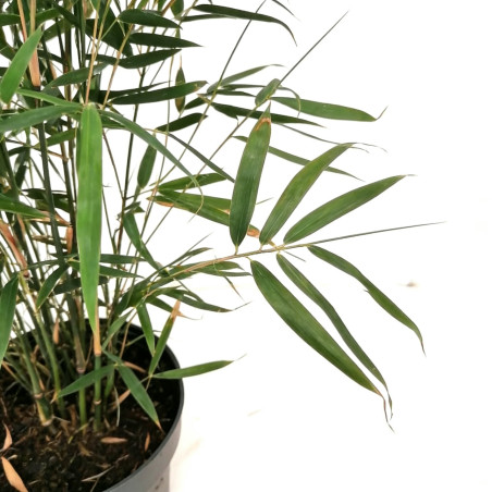 Bambou robusta Pingwu 80/100cm Pot 23cm - Fargesia robusta Pingwu