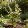 Bambou robusta Pingwu 80/100cm Pot 23cm - Fargesia robusta Pingwu