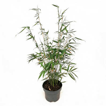 Bambou robusta Pingwu 80/100cm Pot 23cm - Fargesia robusta Pingwu