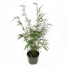 Bambou robusta Pingwu 80/100cm Pot 23cm - Fargesia robusta Pingwu