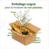 Bambou robusta Pingwu 80/100cm Pot 23cm - Fargesia robusta Pingwu