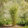 Bambou rufa 80/100cm Pot 23cm - Fargesia rufa