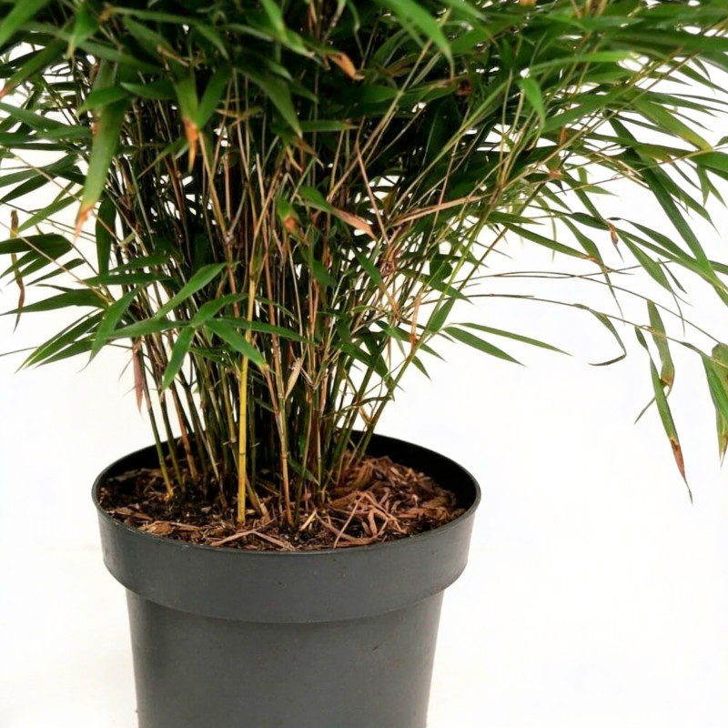 Bambou rufa 80/100cm Pot 23cm - Fargesia rufa