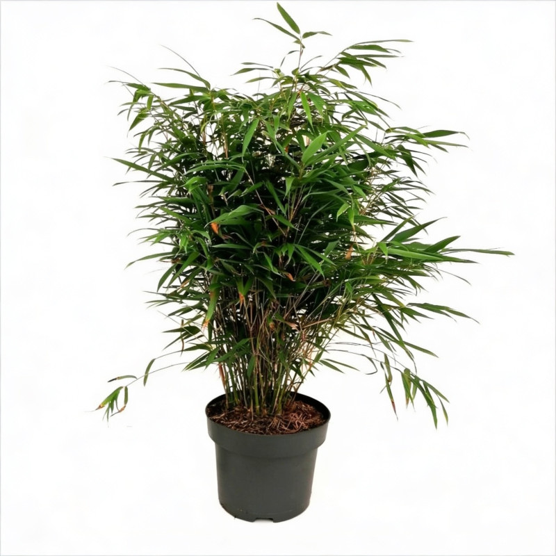 Bambou rufa 80/100cm Pot 23cm - Fargesia rufa