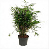 Bambou rufa 80/100cm Pot 23cm - Fargesia rufa