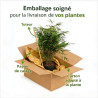 Bambou rufa 80/100cm Pot 23cm - Fargesia rufa