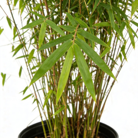 Bambou jiuzhaigou 100/120cm Pot 3L- Fargesia jiuzhaigou
