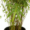 Bambou jiuzhaigou 100/120cm Pot 3L- Fargesia jiuzhaigou