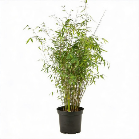 Bambou jiuzhaigou 100/120cm Pot 3L- Fargesia jiuzhaigou