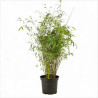 Bambou jiuzhaigou 100/120cm Pot 3L- Fargesia jiuzhaigou