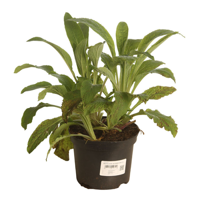 Digitale pourpre Gloxiniiflora Pot 2L 20/30cm - Digitalis purpurea Gloxiniiflora