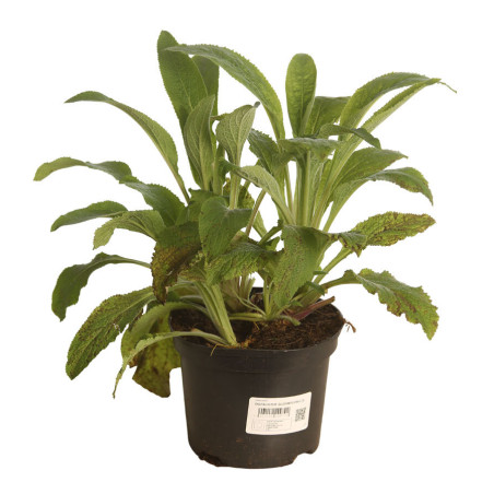 Digitale pourpre Gloxiniiflora Pot 2L 20/30cm - Digitalis purpurea Gloxiniiflora