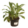 Digitale pourpre Gloxiniiflora Pot 2L 20/30cm - Digitalis purpurea Gloxiniiflora