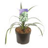 Astélie Silver Shadow Pot 2L 20cm - Astelia nervosa Silver Shadow
