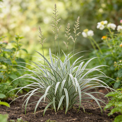 Astélie Silver Shadow Pot 2L 20cm - Astelia nervosa Silver Shadow