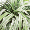 Astélie Silver Shadow Pot 2L 20cm - Astelia nervosa Silver Shadow