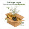 Astélie Silver Shadow Pot 2L 20cm - Astelia nervosa Silver Shadow