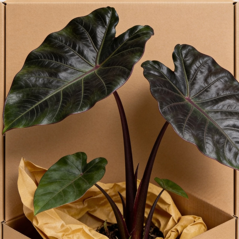 Taro Metallica Pot 2L 20/30cm - Colocasia Metallica