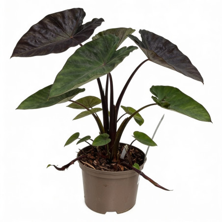 Taro Metallica Pot 2L 20/30cm - Colocasia Metallica