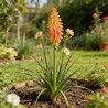 Tison de Satan Papaya Popsicle Pot 2L 20/30cm - Kniphofia Papaya Popsicle