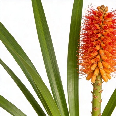 Tison de Satan Papaya Popsicle Pot 2L 20/30cm - Kniphofia Papaya Popsicle
