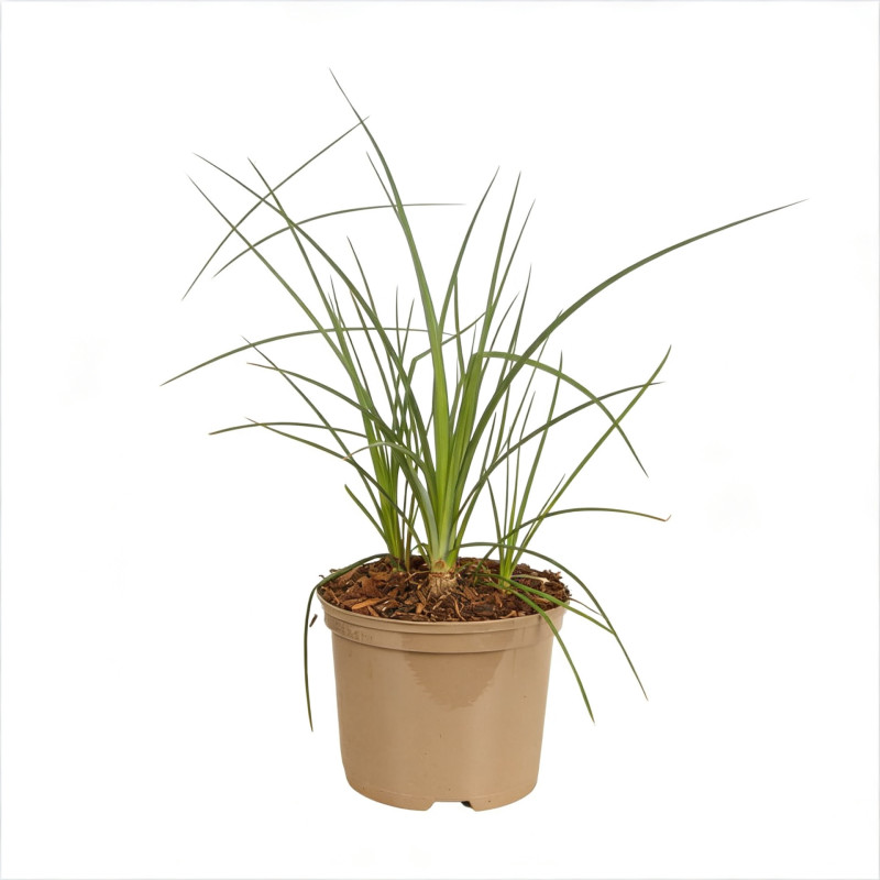 Tison de Satan Papaya Popsicle Pot 2L 20/30cm - Kniphofia Papaya Popsicle