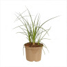 Tison de Satan Papaya Popsicle Pot 2L 20/30cm - Kniphofia Papaya Popsicle