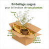 Tison de Satan Papaya Popsicle Pot 2L 20/30cm - Kniphofia Papaya Popsicle
