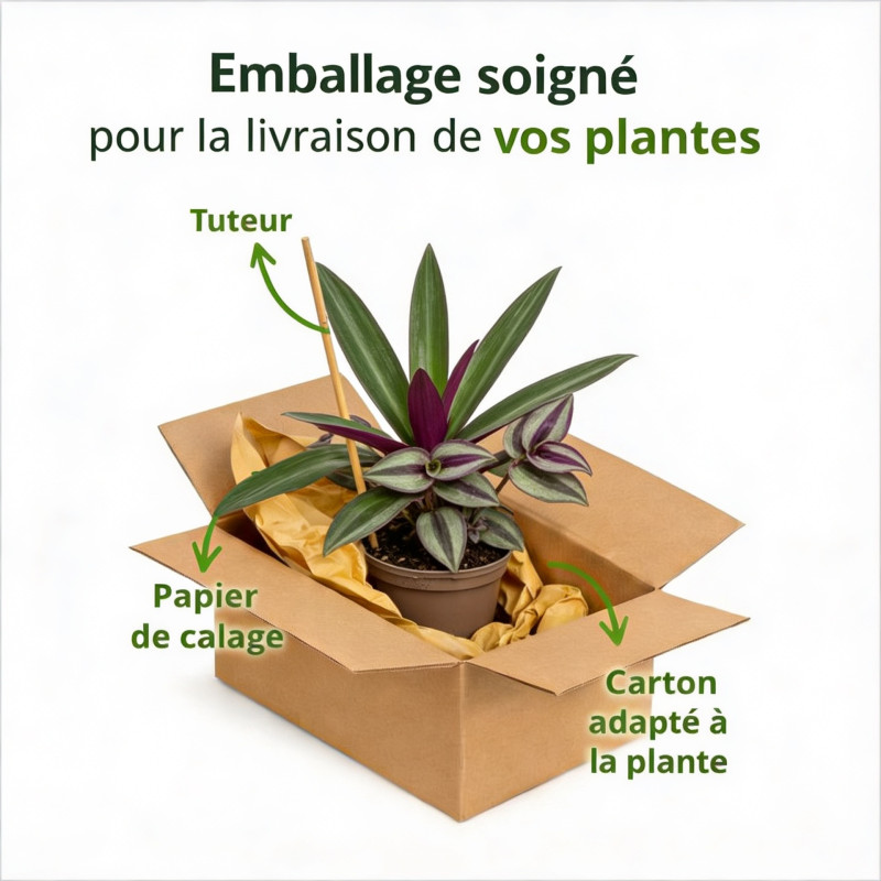 Tradescantie hybride JS Brainstorm Pot 2L 20/30cm - Tradescantia hybride Js Brainstorm