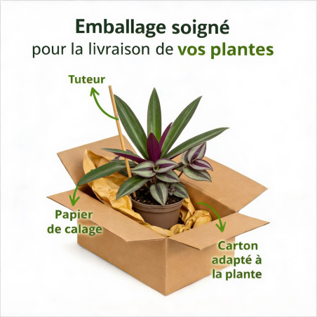 Tradescantie hybride JS Brainstorm Pot 2L 20/30cm - Tradescantia hybride Js Brainstorm