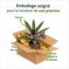 Tradescantie hybride JS Brainstorm Pot 2L 20/30cm - Tradescantia hybride Js Brainstorm