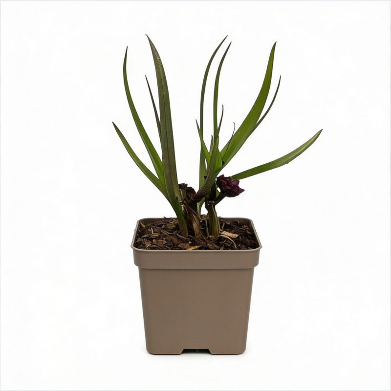 Tradescantie hybride JS Brainstorm Pot 2L 20/30cm - Tradescantia hybride Js Brainstorm