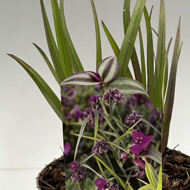 Tradescantie hybride JS Brainstorm Pot 2L 20/30cm - Tradescantia hybride Js Brainstorm