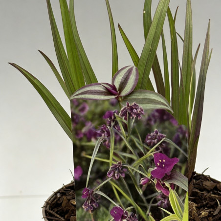 Tradescantie hybride JS Brainstorm Pot 2L 20/30cm - Tradescantia hybride Js Brainstorm