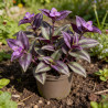Tradescantie hybride JS Brainstorm Pot 2L 20/30cm - Tradescantia hybride Js Brainstorm