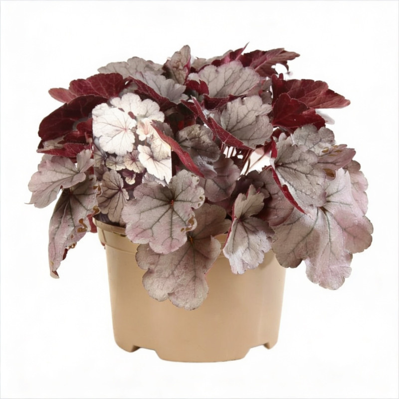 Heuchère Silverberry Pot 2L 15cm - Heuchera Silverberry