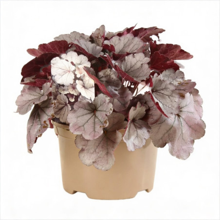 Heuchère Silverberry Pot 2L 15cm - Heuchera Silverberry