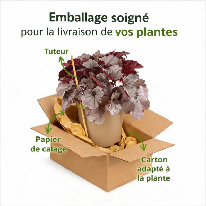 Heuchère Silverberry Pot 2L 15cm - Heuchera Silverberry