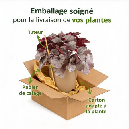 Heuchère Silverberry Pot 2L 15cm - Heuchera Silverberry