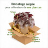 Heuchère Silverberry Pot 2L 15cm - Heuchera Silverberry